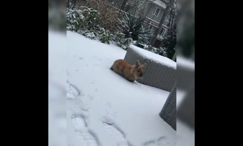 Animals playing in the snow !