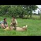 Attacked by a lion! | Extreme Animals | BBC Earth