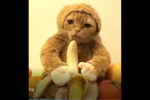 ? Awesome Funny And Cute Puppies And Kitten! ? Intelligent Dogs and weird cats  ?❤ FUNNY CATS ❤