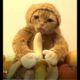 ? Awesome Funny And Cute Puppies And Kitten! ? Intelligent Dogs and weird cats  ?❤ FUNNY CATS ❤