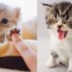 ? Aww - Funny and Cute Animals Compilation 2020 ?#65 - CuteVN Animal