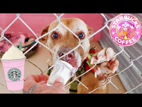 BUYING PUPPUCCINO'S FOR AN ENTIRE RESCUE SHELTER!!