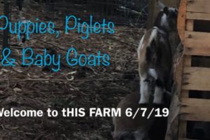 Baby Animals - Twin Goats Playing, Puppies, Piglets & tHIS FARM Harvests