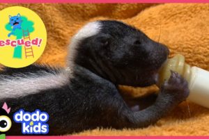 Baby Skunks Act Just Like Little Puppies | Animal Videos for Kids | Dodo Kids