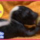 Baby Skunks Act Just Like Little Puppies | Animal Videos for Kids | Dodo Kids