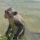 Baby monkey playing with water, cute baby monkeys playing in water, monkeys playing with baby monkey