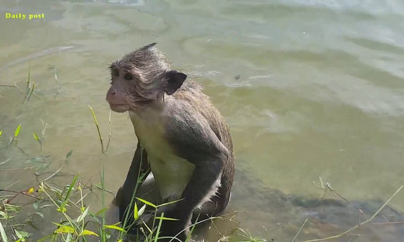 Baby monkey playing with water, cute baby monkeys playing in water, monkeys playing with baby monkey