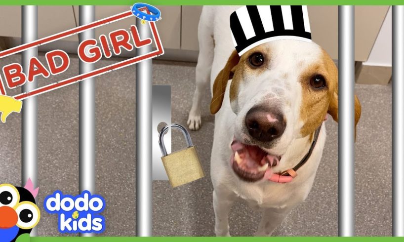Bad Dog Maya Uses The Doormat As A POTTY!! | Animal Videos for Kids | Dodo Kids