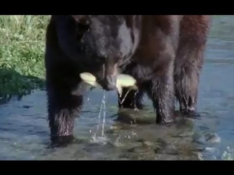 Bear and Otter Fishing Lesson | Big Sky Bears | BBC