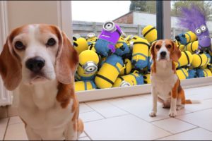 ? Best of Minions in Real Life vs Funny Dogs Louie and Marie ?
