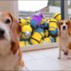 ? Best of Minions in Real Life vs Funny Dogs Louie and Marie ?
