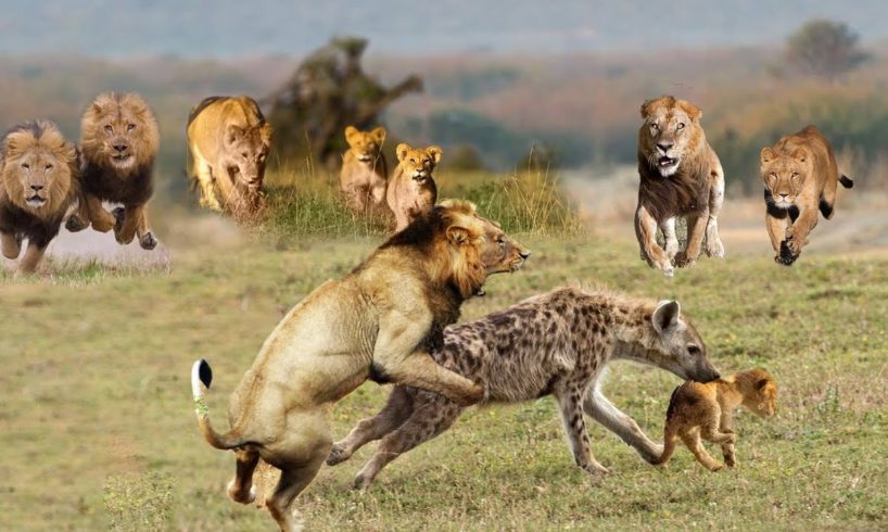 Big battle of Lion vs Hyena Fight! Animals Fighting For Foods Hyenas, Wild dog - Attack of Animals
