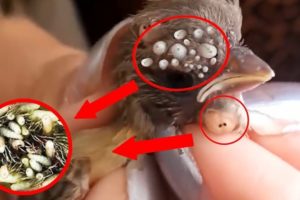 Birds Rescue! Baby Birds Botfly Larva Removal - Mangoworms Cuterebra Infection-Animal Rescued 2020