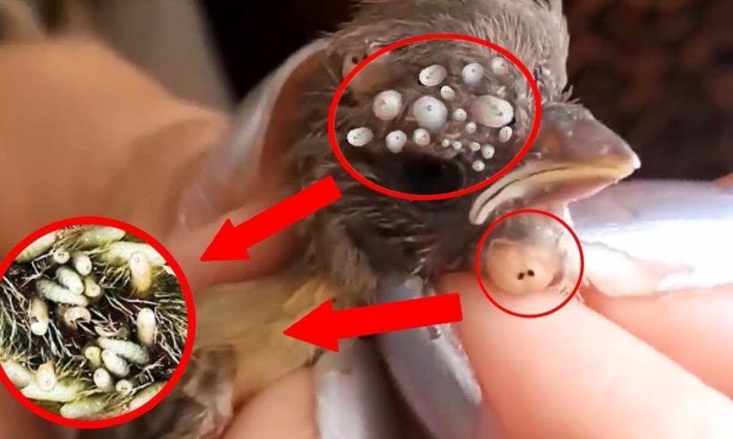 Birds Rescue! Baby Birds Botfly Larva Removal - Mangoworms Cuterebra Infection-Animal Rescued 2020