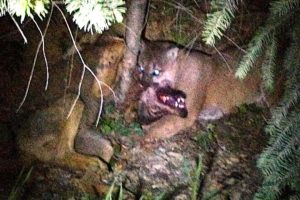 Bite Club: Cougar Vs Wolf In Rare Fight To The Death