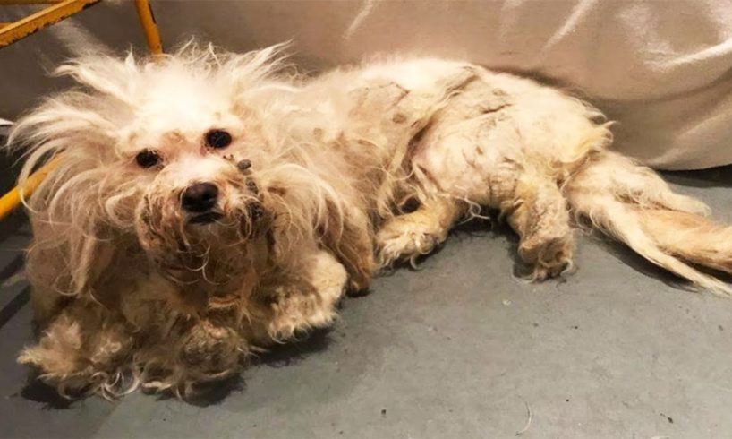Blind Dog Is Finally Rescued After Spending Many Years On the Streets