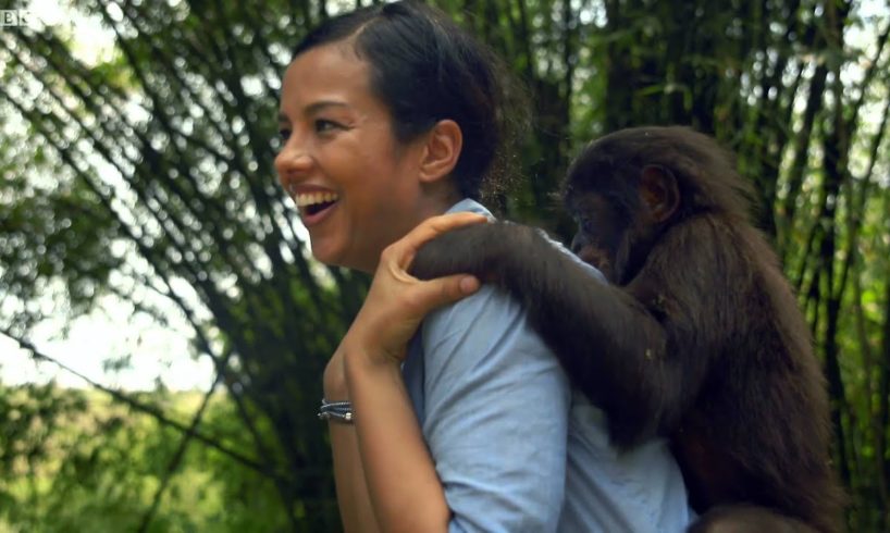 Bonobo Loves Being Tickled | Animals In Love | BBC