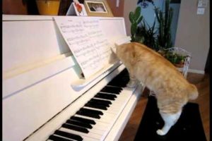 Boris The Cat   Plays Piano TR