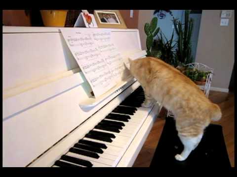 Boris The Cat   Plays Piano TR