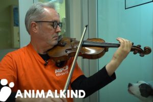 Broadway violinist performs for abused animals | Animalkind