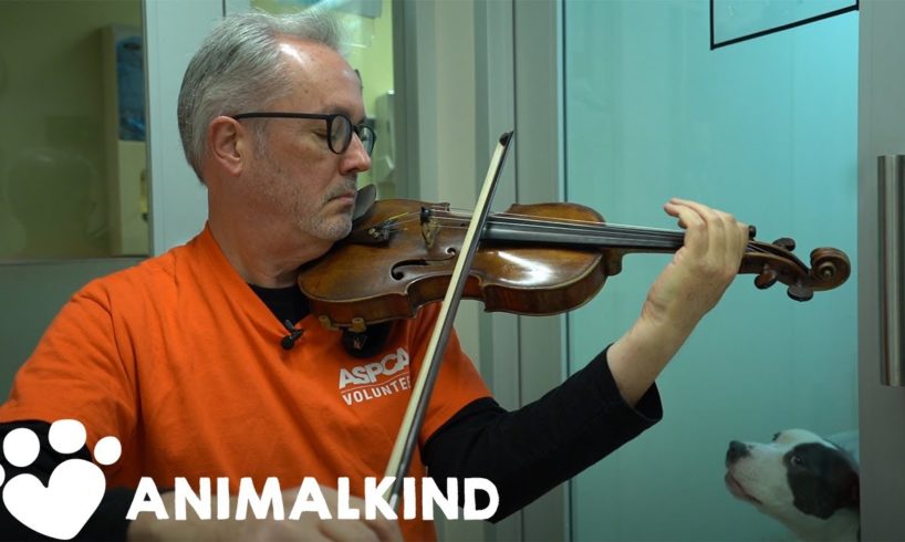 Broadway violinist performs for abused animals | Animalkind