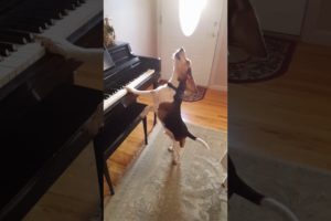 Buddy Mercury Sings! Funny and cute beagle who plays piano!