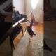 Buddy Mercury Sings! Funny and cute beagle who plays piano!