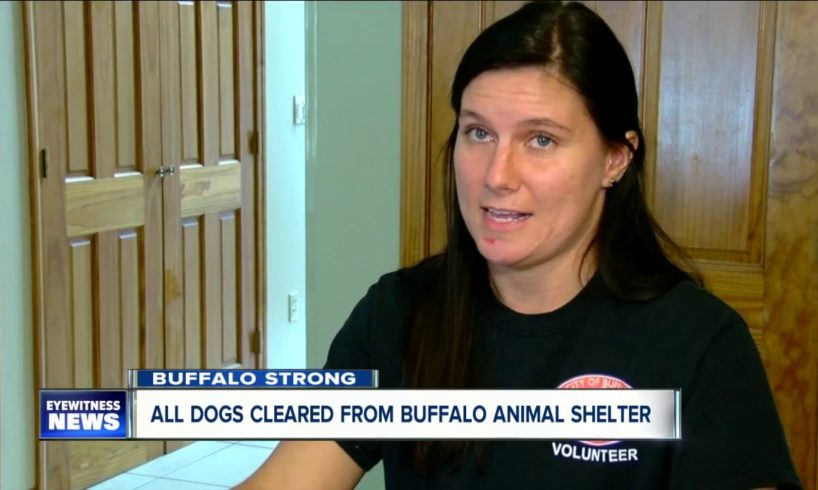 Buffalo Strong: Rescues clear the Buffalo Animal Shelter amid coronavirus outbreak