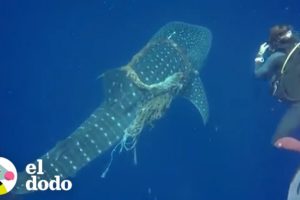 Buzos rescatan a ballena envuelta en redes | El Dodo