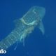 Buzos rescatan a ballena envuelta en redes | El Dodo