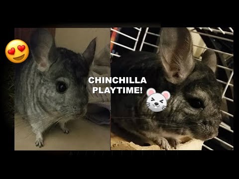 CHINCHILLAS PLAYING || SUPER CUTE SILLY ANIMALS, DUST BATHS, POPCORNING, AND MORE