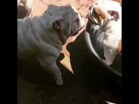 CUTE PUPPIES LOVE BATH ! DOGS PLAYING TOGETHER ! PUPPIES PLAY VIDEOS !