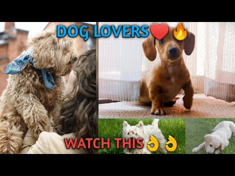 CUTE PUPPIES||DOG lover||?☝️