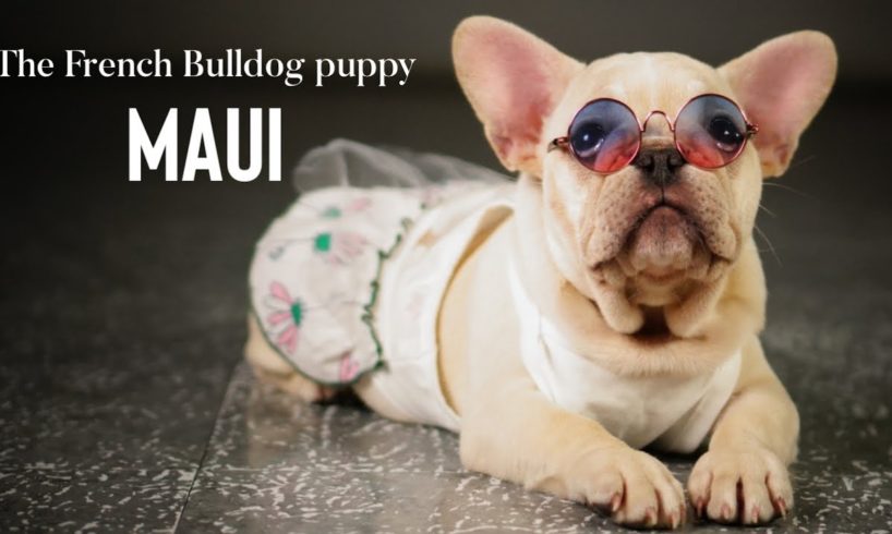 CUTEST PUPPY COMPILATION!: Maui, The French Bulldog
