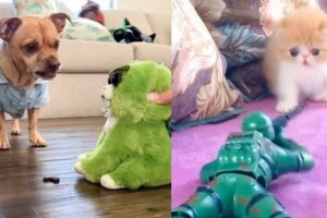 Cat & Dog Reaction to Playing Toy - Funny Cat & Dog Toy Reaction Compilation 2020 | Cute VN