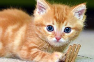 Cats Meowing - Cute Kittens Meowing - Cat Meowing Video - Kitten Meowing Videos