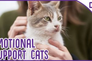 Cats as Emotional Support Animals!