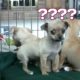 Chihuahua Puppies Startled By Dog s Bark  Full HD