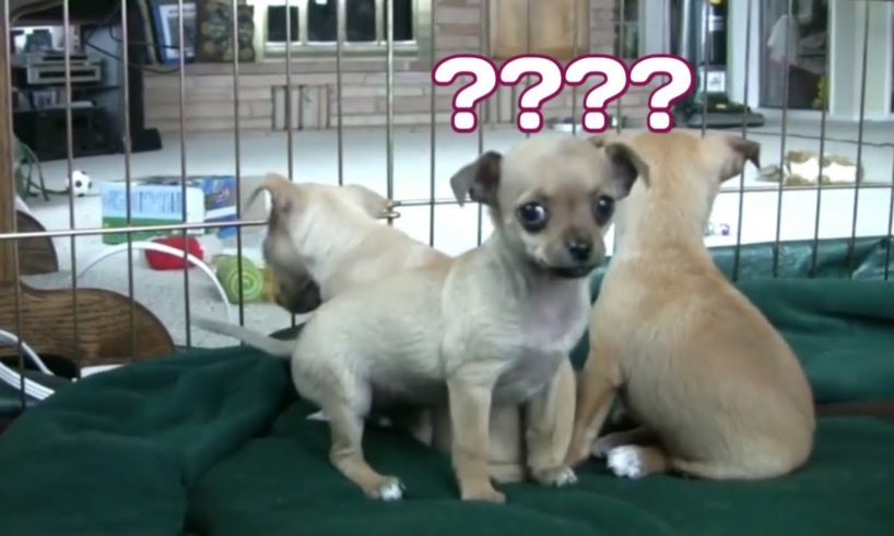 Chihuahua Puppies Startled By Dog s Bark  Full HD