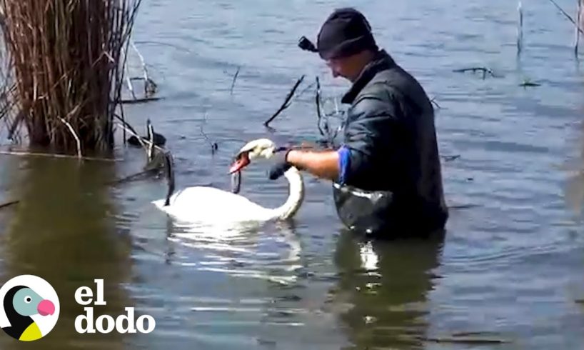 Cisne se queda cerca de su amigo mientras es rescatado | El Dodo