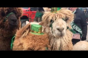 Cleveland St. Patrick’s Day 2018: All the cutest pets, kids and costumes at the parade