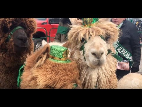 Cleveland St. Patrick’s Day 2018: All the cutest pets, kids and costumes at the parade