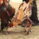 Cockfighting - The reality behind animal fights (English)