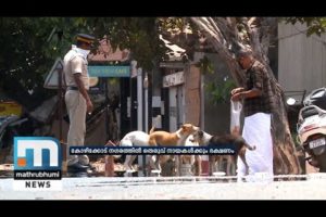 Coronavirus Lockdown: Feeding Of Stray Dogs In Kozhikode Starts | Mathrubhumi News