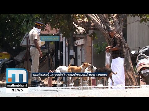 Coronavirus Lockdown: Feeding Of Stray Dogs In Kozhikode Starts | Mathrubhumi News