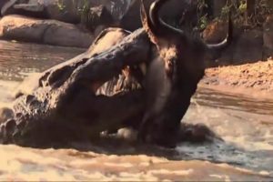 Crocodile vs Wildebeest fighting   wildlife attacks   the most incredible animal fights