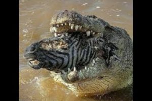 Crocodile vs Zebra fighting   wildlife attacks   the most incredible animal fights