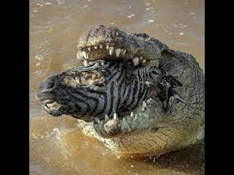 Crocodile vs Zebra fighting   wildlife attacks   the most incredible animal fights