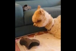 Cute Alpaca Playing with Sandals - Cute Animals Moment