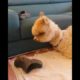 Cute Alpaca Playing with Sandals - Cute Animals Moment